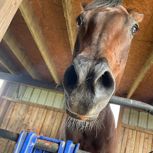 Meet your Posher, Annalee